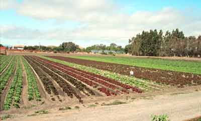 The farm gardens are maintained by a local produce grower.