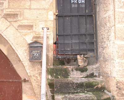 Typical doorway with typical cat.