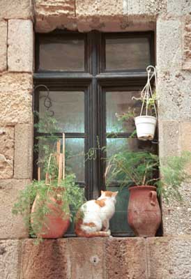 A window on the Street of the Knights. Cats were everywhere in Greece.
