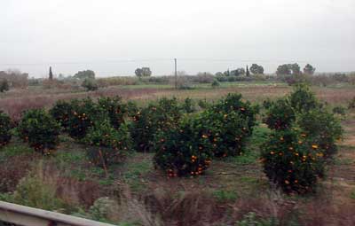 Sometimes there are a few orange trees along the road.