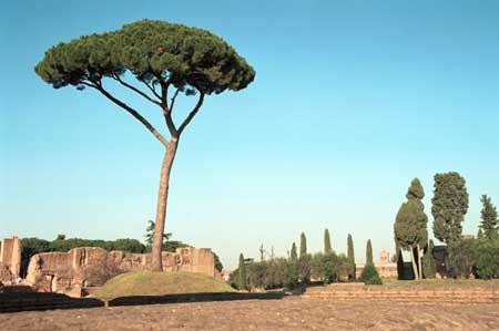 Lone tree on top of Palatine Hill