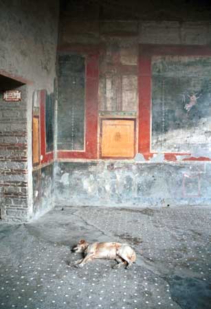A Pompein dog