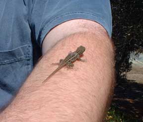 Lizard visits Scot's arm