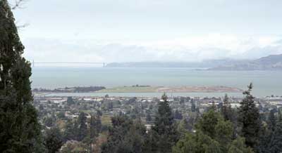 View of bridge from Berkeley Rose Garden
