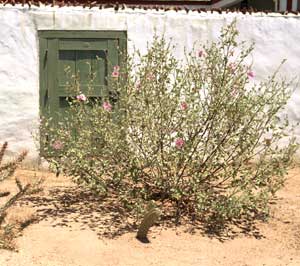 Wall of the old adobe.