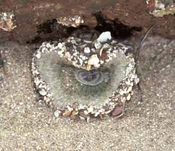 Anemones decorate themselves with pebbles and sand.