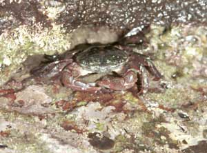 The only other critter I found was a little crab on the limestone wall.