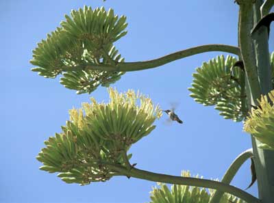Hummingbirds were visiting this huge agave.