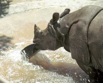 Rhino playing