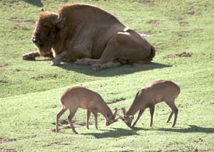 Deer and bison