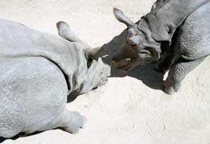 Actually, these rhinos were chasing a piece of apple that fell.