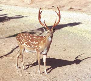 Indian axis deer (Axis axis axis)