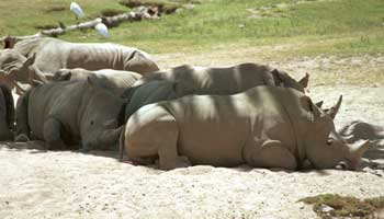 Tired rhinos